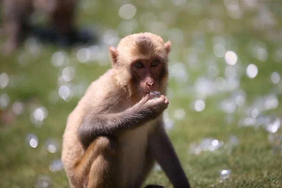 Hainan zoo helps keep animals cool in scorching summer