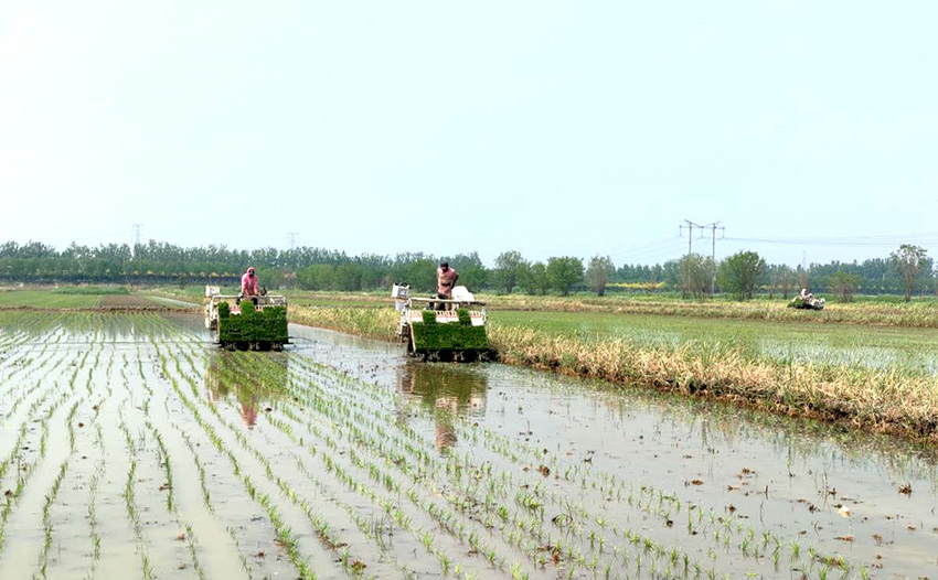 Rice transplanting totally mechanized in N China’s Tianjin