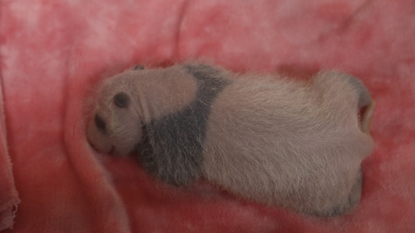 Giant panda cub Bao Lu grows black patches as he gets older