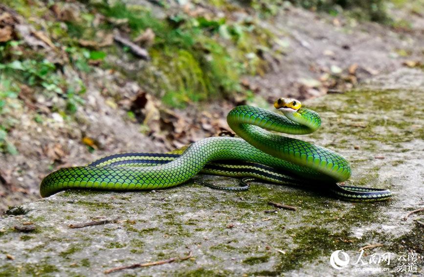In pics: various species of colorful snakes in Yunnan
