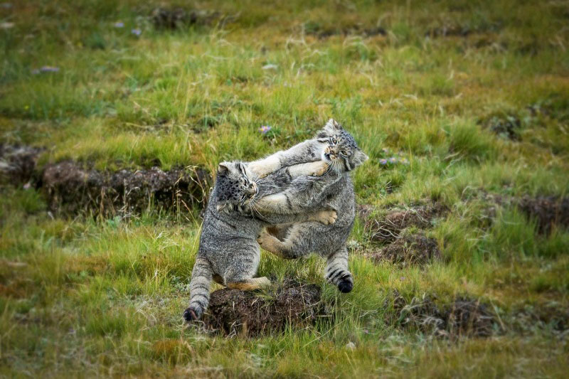 Exhibition held to showcase richness of biodiversity in NW China’s Qinghai