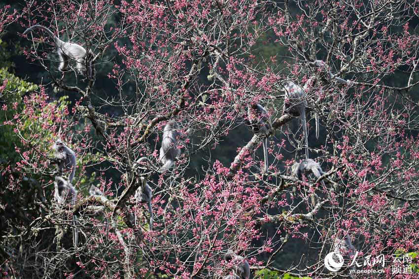 National first-class protected Phayre's leaf monkeys increase to over 2000 in SW Yunnan