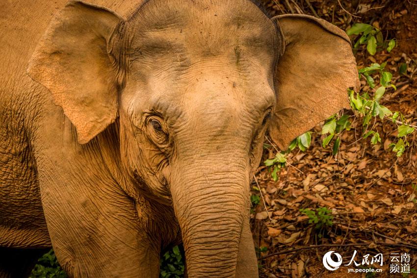 Appreciating cute moments from elephant herd's long northerly migratory trek