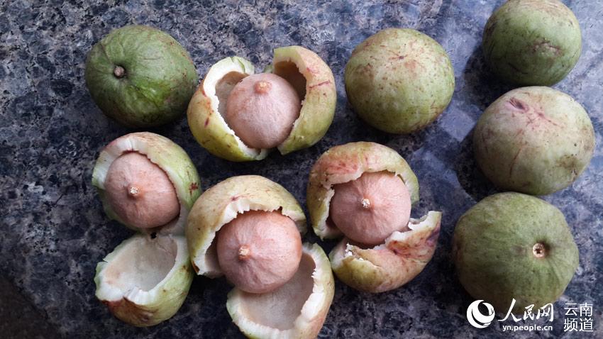 Endangered plant in SW China transformed into cash cow