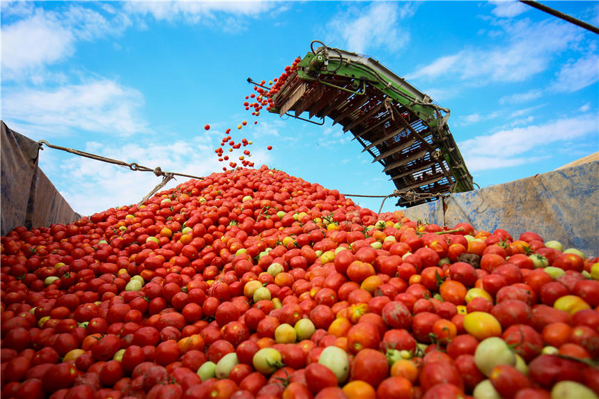 Harvesters in Xinjiang reap tomatoes across thousands of hectares