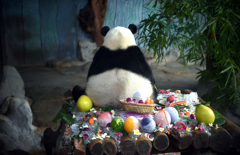 Eighth birthday for pair of giant pandas celebrated in Haikou, Hainan province