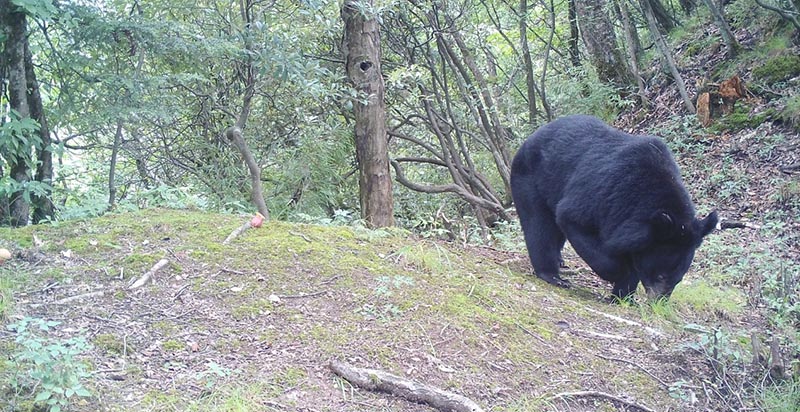 Infrared cameras capture footage of rare animals in Shennongjia, China’s Hubei province
