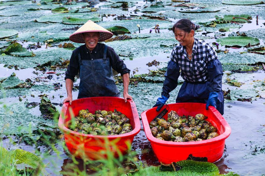 Farmers in central China's Henan busy harvesting gorgon fruit