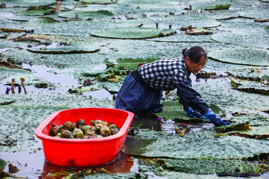 Farmers in central China's Henan busy harvesting gorgon fruit