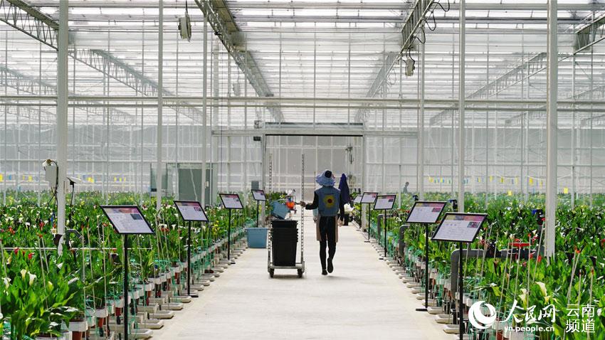 Stunning flowers cultivated in SW China's Yunnan selling well nationwide