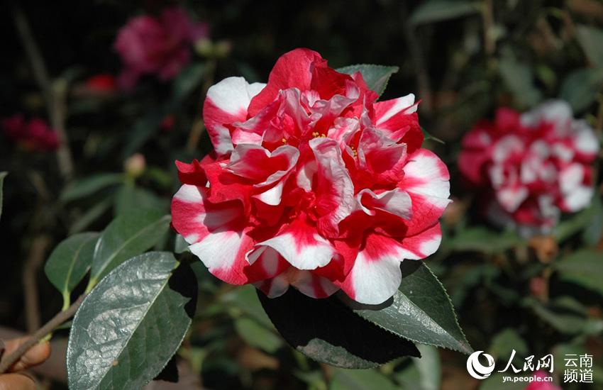 Discovering Yunnan's eight best-known beautiful flowers: Camellia