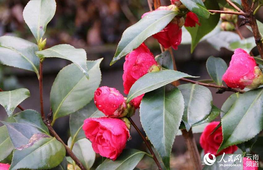 Discovering Yunnan's eight best-known beautiful flowers: Camellia