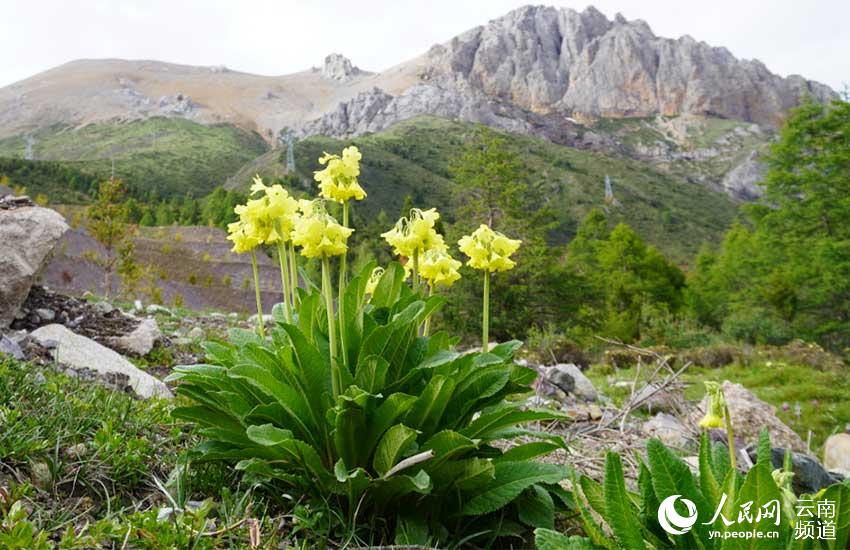 Discovering Yunnan's eight best-known beautiful flowers: fairy primrose