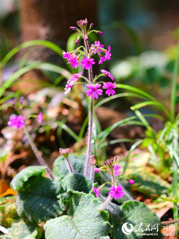 Discovering Yunnan's eight best-known beautiful flowers: fairy primrose