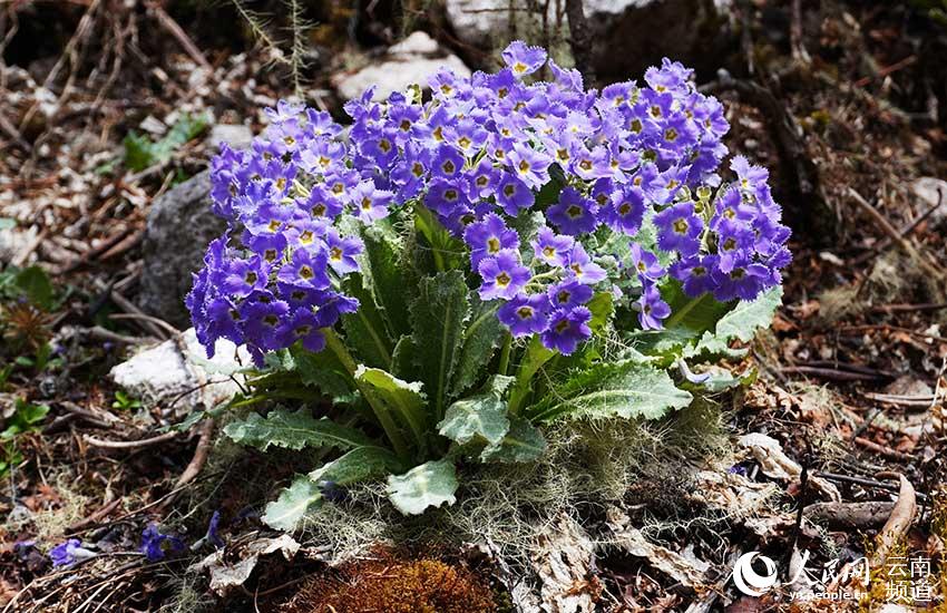 Discovering Yunnan's eight best-known beautiful flowers: fairy primrose