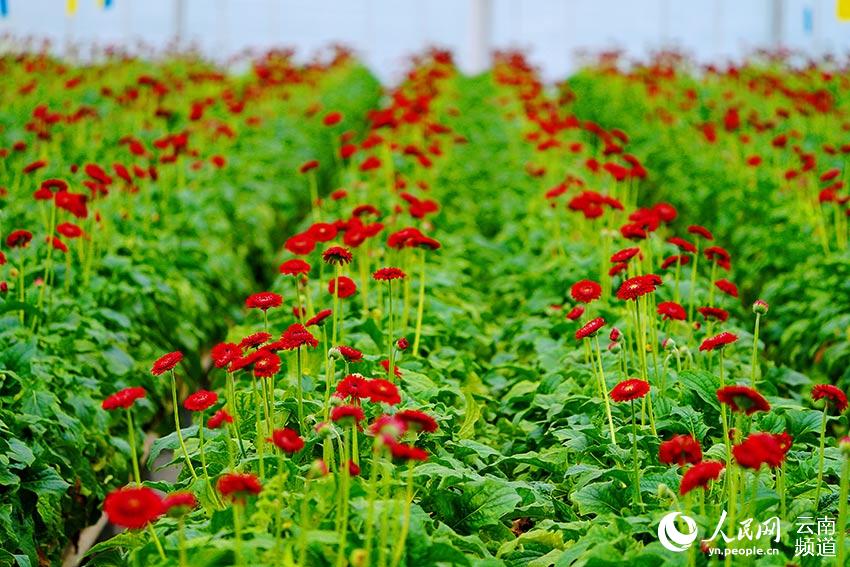 City in SW China’s Yunnan makes headway in flower breeding