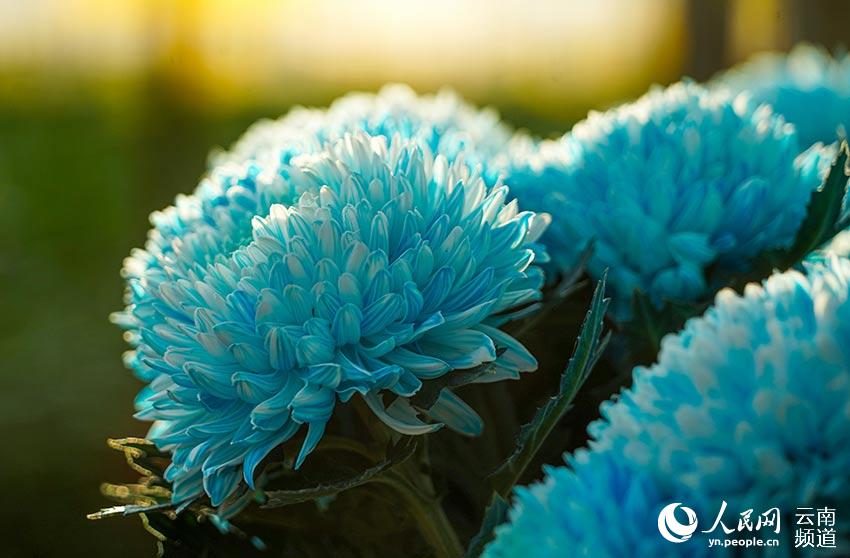 City in SW China’s Yunnan makes headway in flower breeding