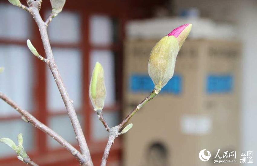 Discovering Yunnan's eight best-known beautiful flowers: Magnolia
