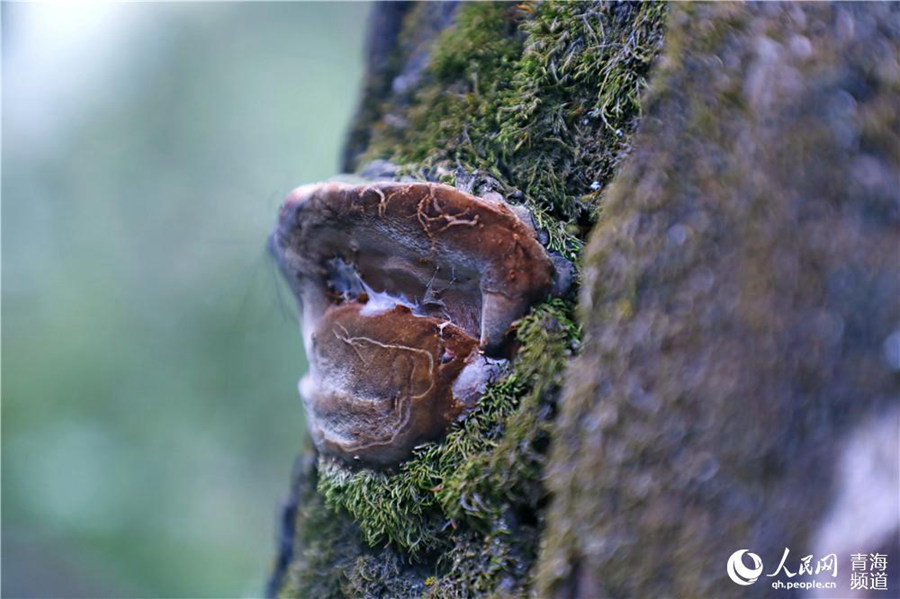 Qinghai's Qunjia National Forest Park: land of idyllic beauty