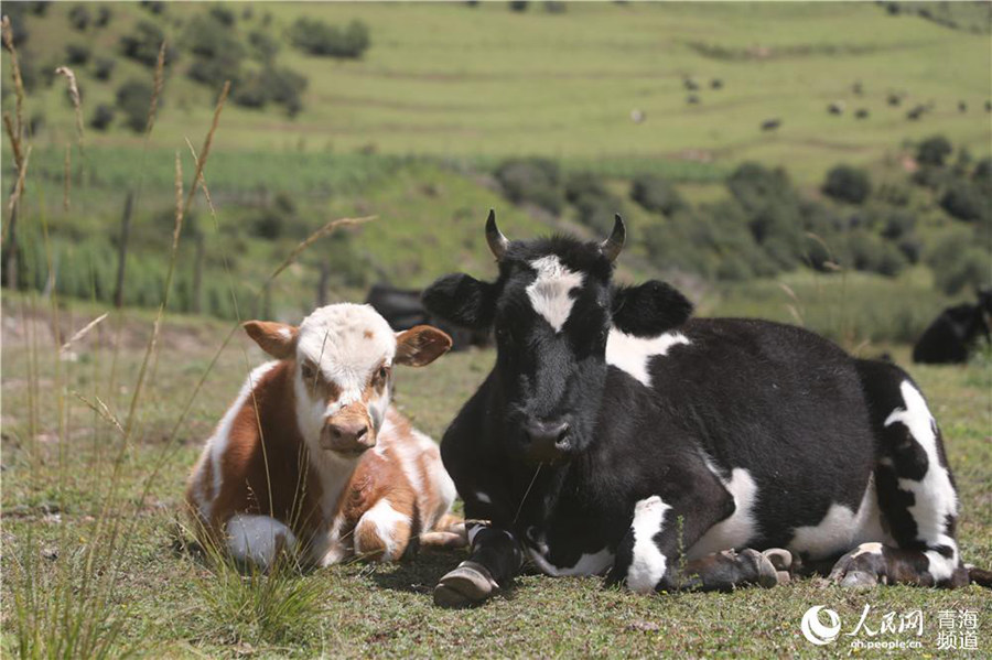 Qinghai's Qunjia National Forest Park: land of idyllic beauty