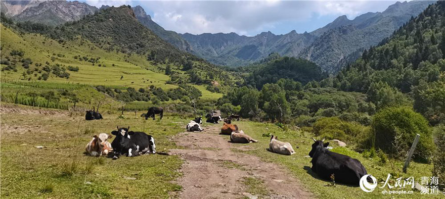 Qinghai's Qunjia National Forest Park: land of idyllic beauty