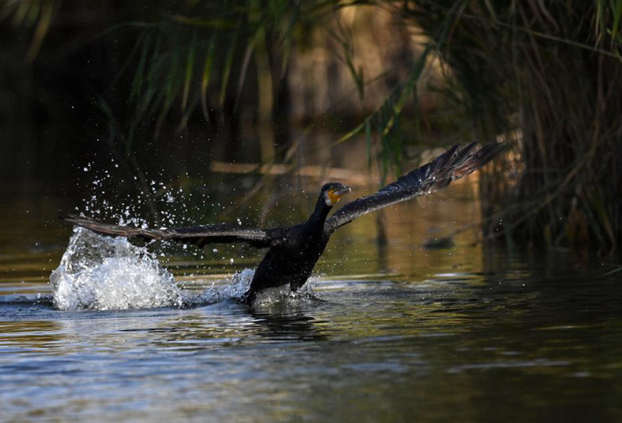 Bosten Lake wetland a paradise for wild waterfowls in China's Xinjiang