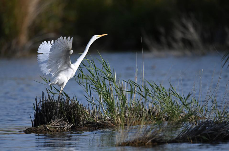 Bosten Lake wetland a paradise for wild waterfowls in China's Xinjiang