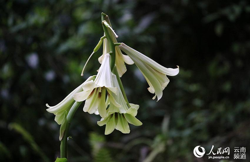 Discovering Yunnan's eight best-known beautiful flowers: lily