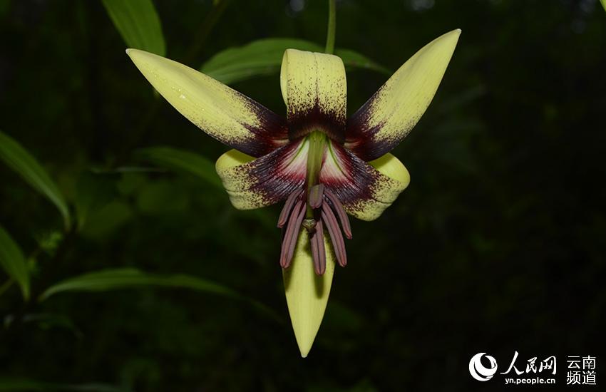 Discovering Yunnan's eight best-known beautiful flowers: lily