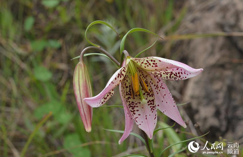 Discovering Yunnan's eight best-known beautiful flowers: lily