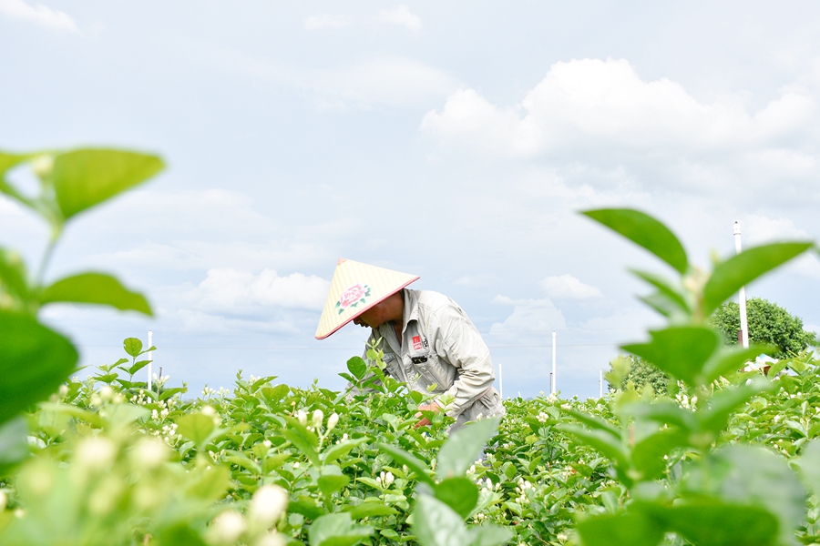 Jasmine tea of Hengzhou in SW China’s Guangxi reaches global markets