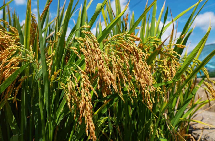 Super hybrid rice variant achieves unit yield of over 1,100 kg in Yunnan