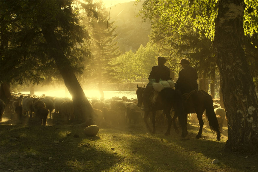 Herdsmen in Xinjiang’s Keketuohai scenic area transfer livestock to autumn pastures