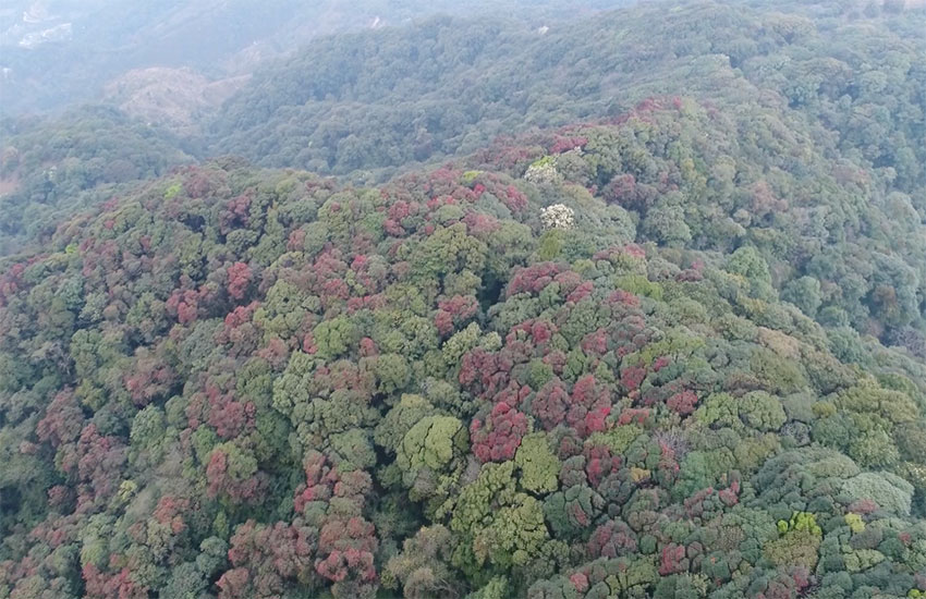 Rare footage of boars, silver pheasants foraging together captured in SW China’s Yunnan