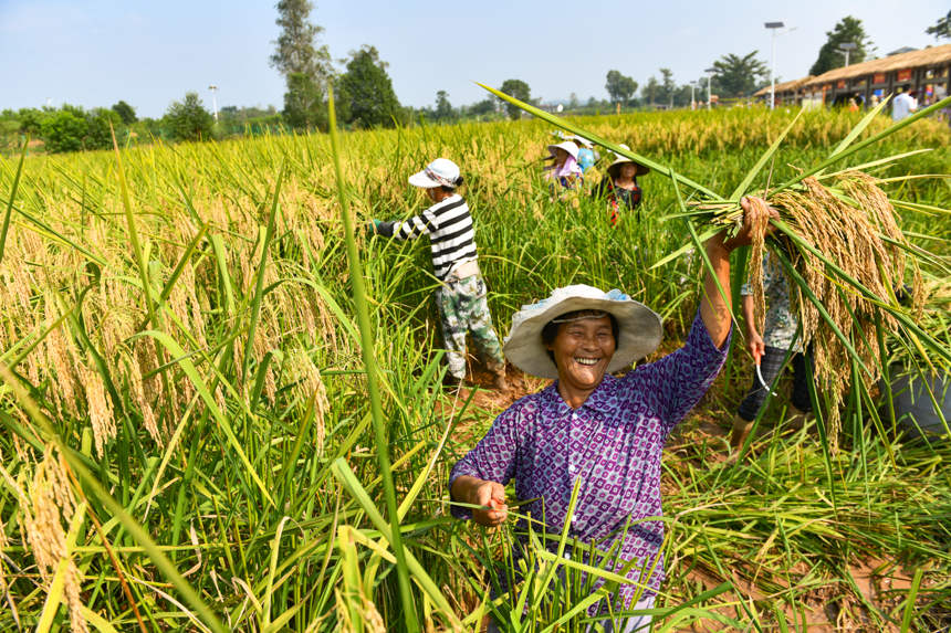 Farmers in SW China's Chongqing start to harvest 2-meter-high 
