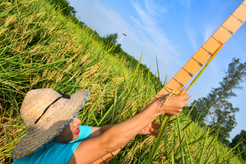 Farmers in SW China's Chongqing start to harvest 2-meter-high 