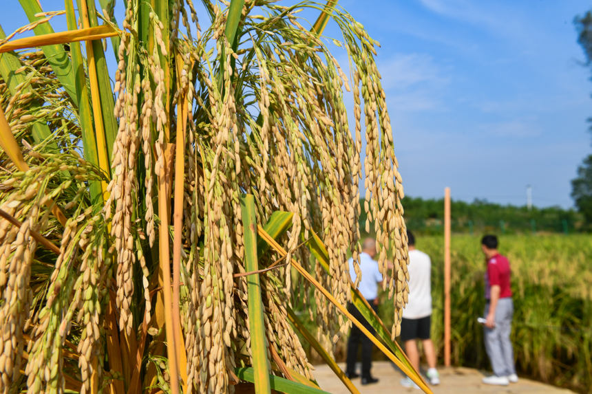 Farmers in SW China's Chongqing start to harvest 2-meter-high 