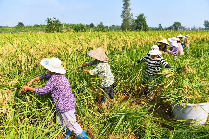 Farmers in SW China's Chongqing start to harvest 2-meter-high 