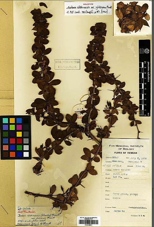 China's endemic plant species lost over 80 years rediscovered in Longling, Yunnan