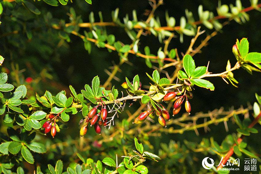 China's endemic plant species lost over 80 years rediscovered in Longling, Yunnan