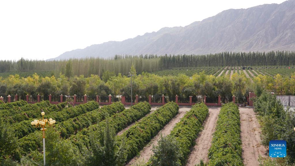 Beijing girl brews prosperous wine enterprise in Xinjiang