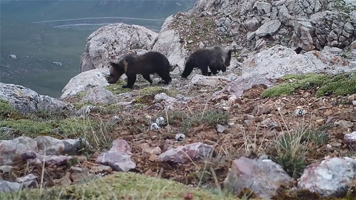 China’s Qilian Mountain National Park: home to a wide variety of rare wild animals