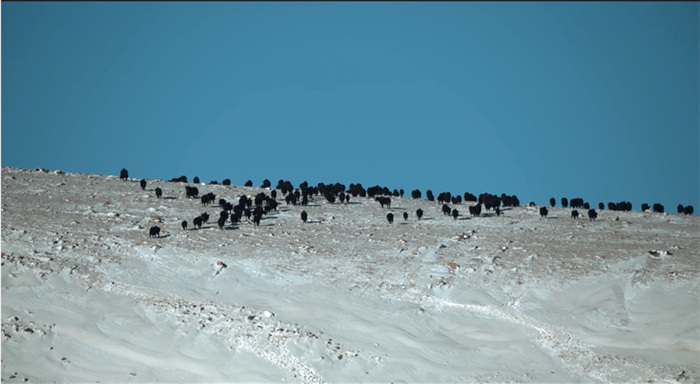 China’s Qilian Mountain National Park: home to a wide variety of rare wild animals