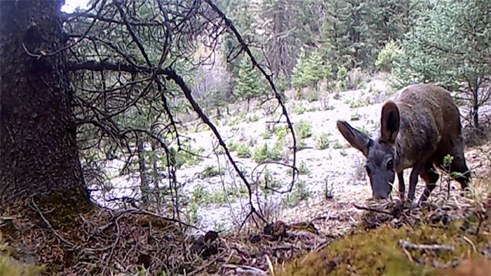 China’s Qilian Mountain National Park: home to a wide variety of rare wild animals