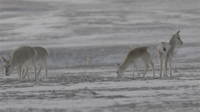 China’s Qilian Mountain National Park: home to a wide variety of rare wild animals