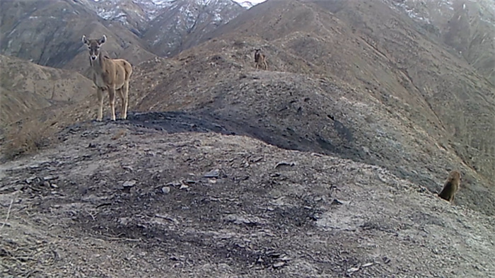China’s Qilian Mountain National Park: home to a wide variety of rare wild animals