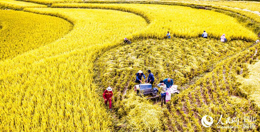 SW China's Luzhou sees bumper rice harvest