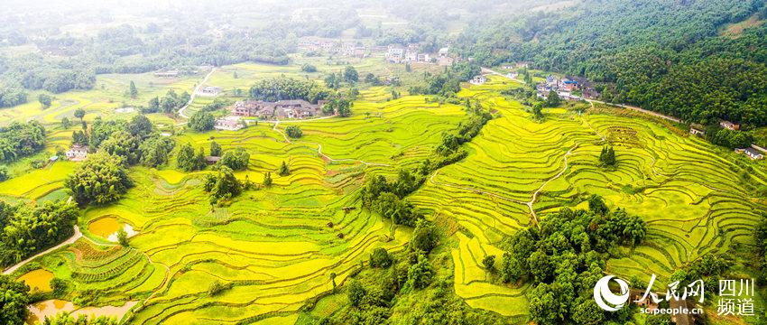 SW China's Luzhou sees bumper rice harvest