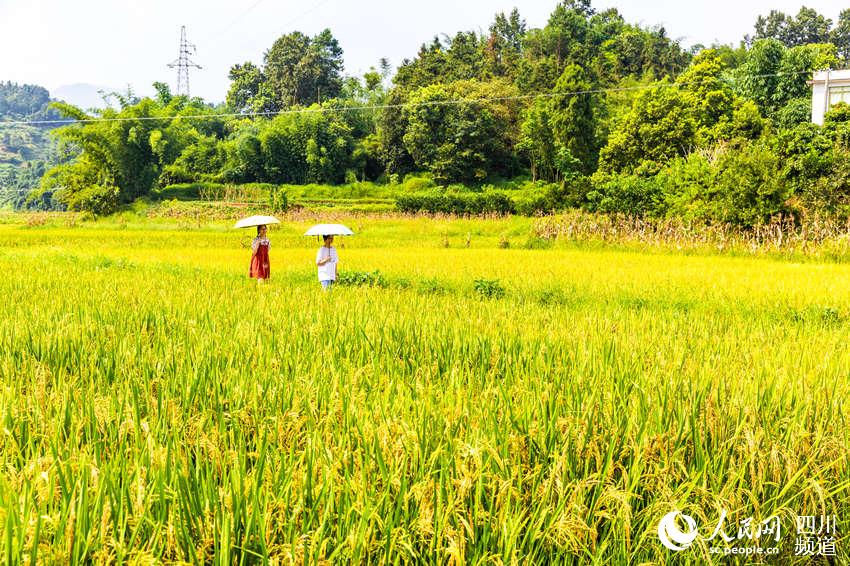 SW China's Luzhou sees bumper rice harvest
