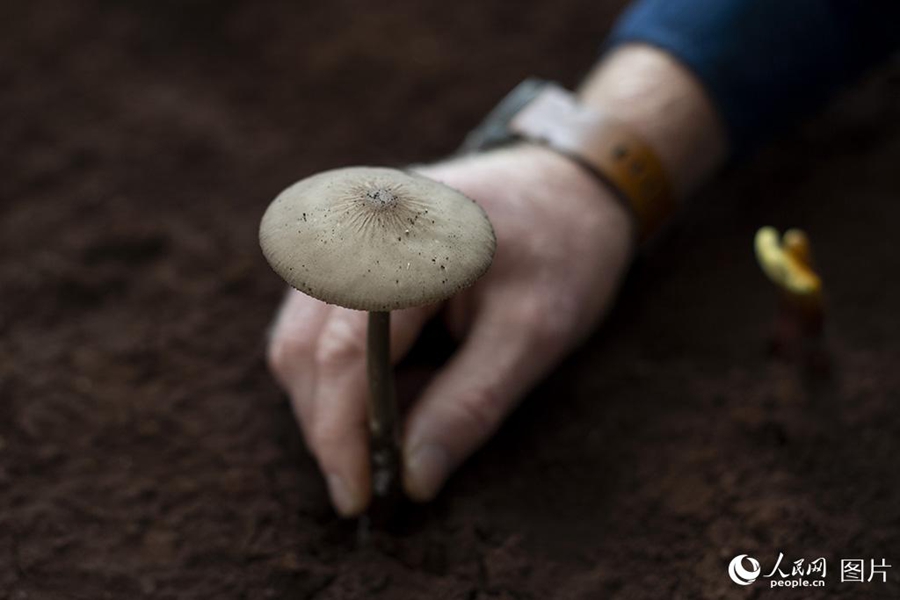 South African botanist contributes his achievements to support China's rich biodiversity resources
